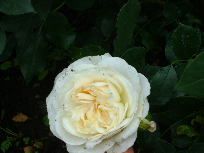 DSC04399 - trandafiri -rozsak 2011