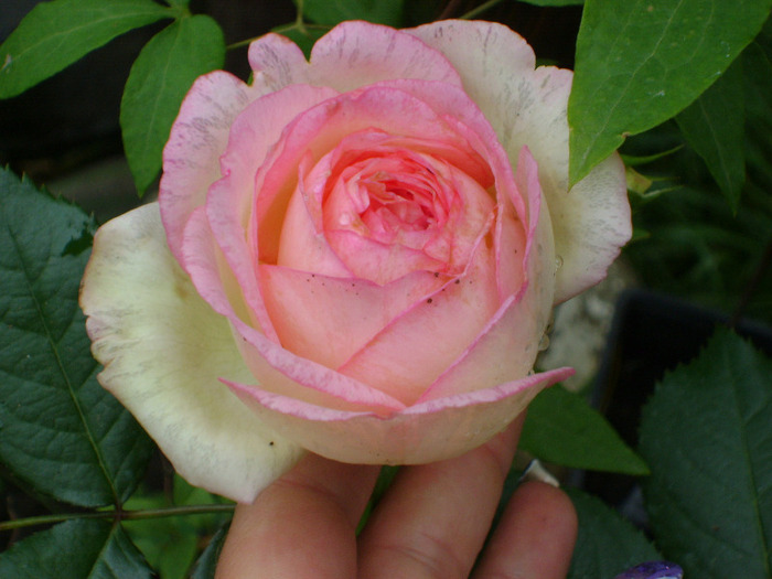 Eden rose [Pierre Ronsard ] - trandafiri -rozsak 2011