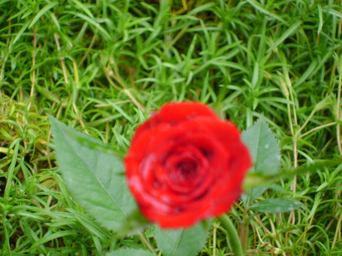 mini - trandafiri -rozsak 2011