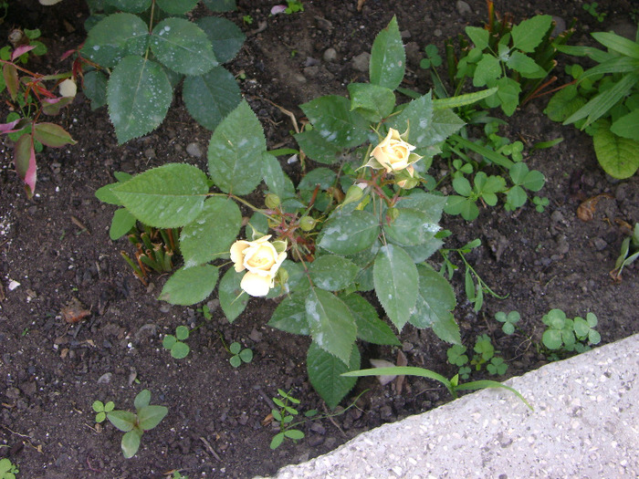 DSC043 - trandafiri -rozsak 2011