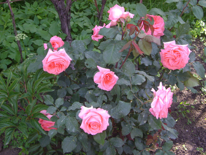 Parisier charme - trandafiri -rozsak 2011