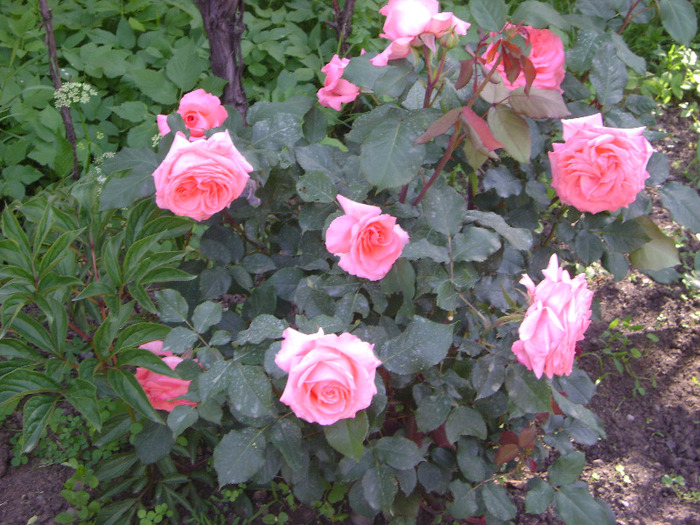 DSC04338 - trandafiri -rozsak 2011