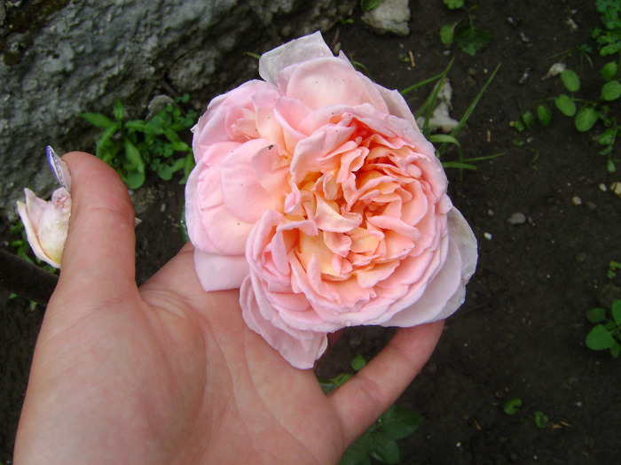 Abraham Darby