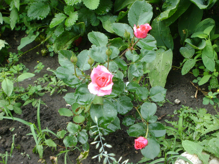 DSC04350 - trandafiri -rozsak 2011