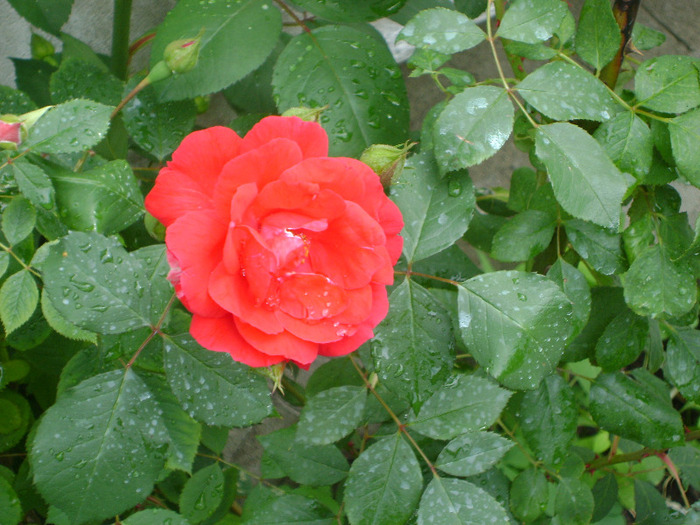 DSC04351 - trandafiri -rozsak 2011