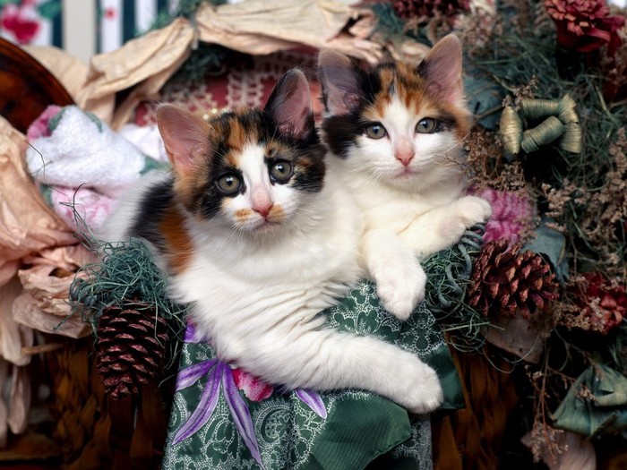 I Love Cats - Pisici-dragute haioase