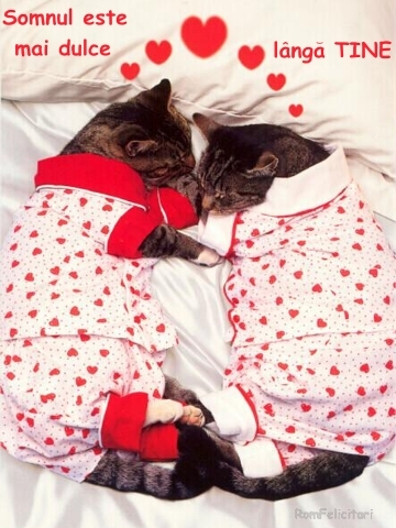 pisici_dorm - Pisici-dragute haioase