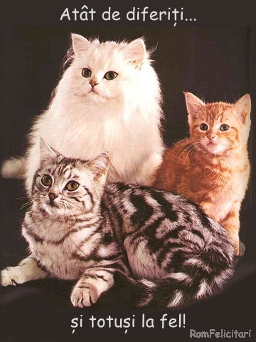 pisici3 - Pisici-dragute haioase
