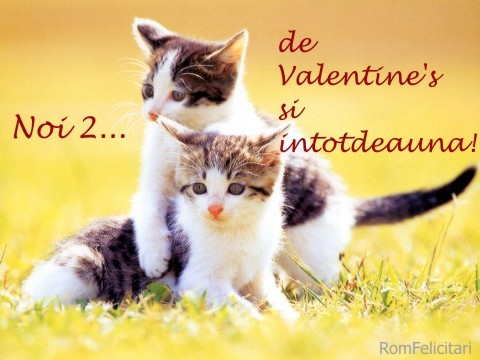 valentines3_lg - Pisici-dragute haioase
