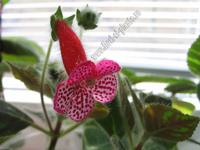 Kohleria Annika  - Imagini in premiera; Imagini in premiera
