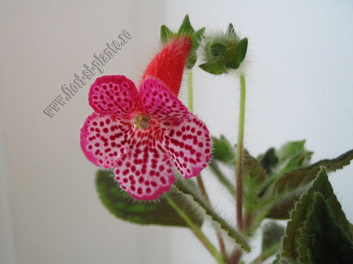 Kohleria Annika  - Imagini in premiera