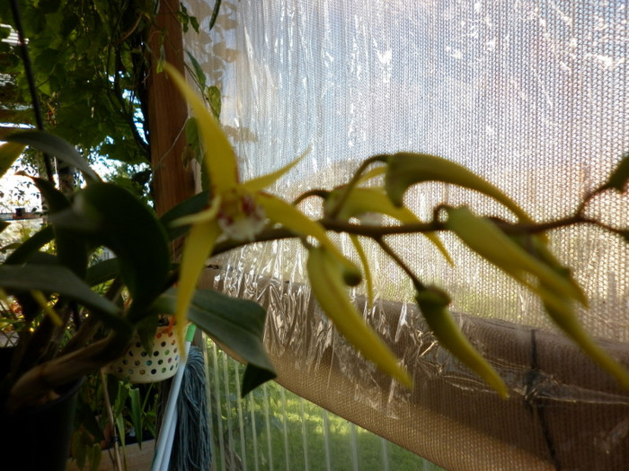 12.06.11 - Dendrobium