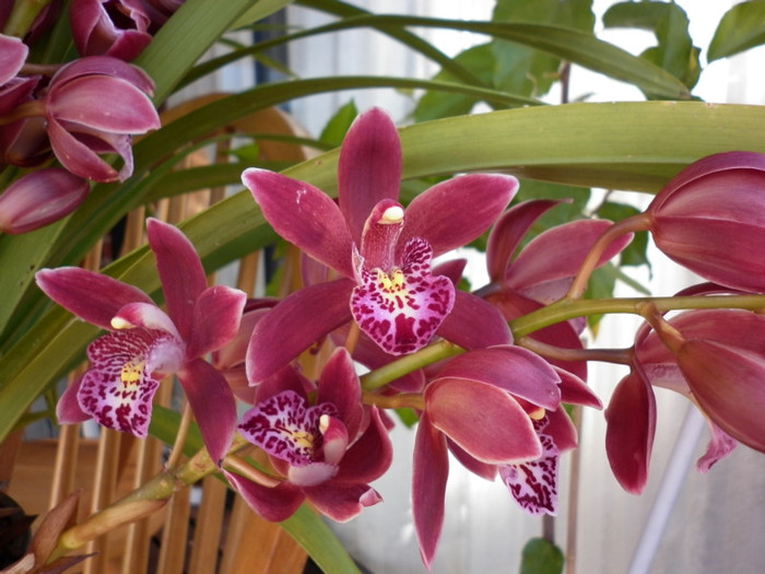 12.06.11 - Cymbidium 3