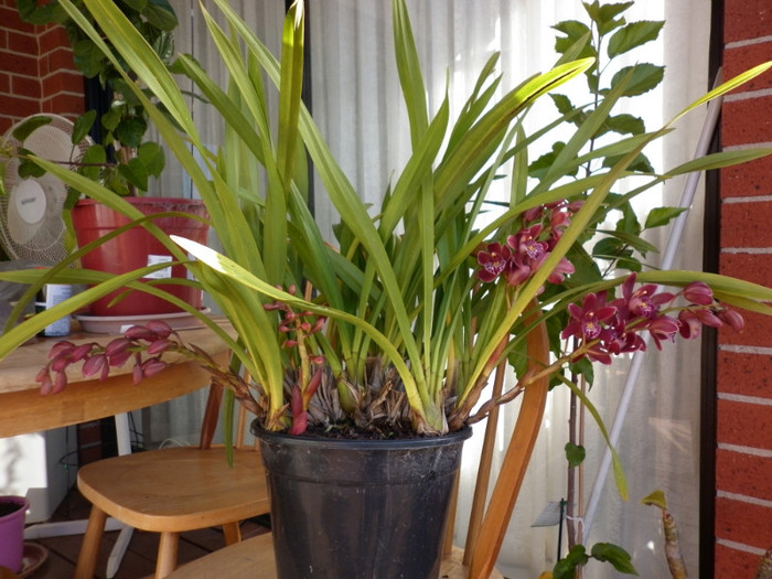 12.06.11 - Cymbidium 3