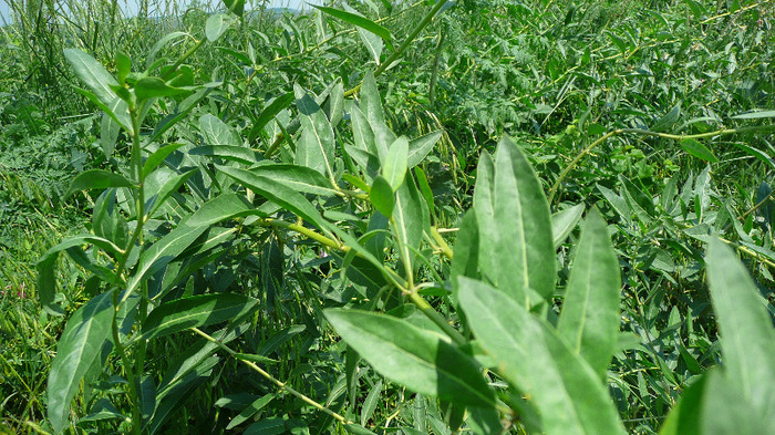 P1230755 - Goji DUMENI 15 iunie 2011