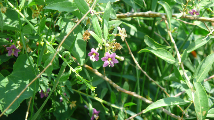 P1230763 - Goji DUMENI 15 iunie 2011