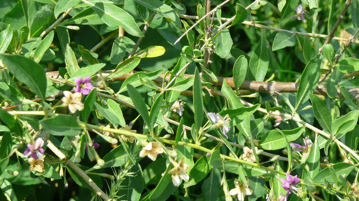 P1230796 - Goji DUMENI 15 iunie 2011