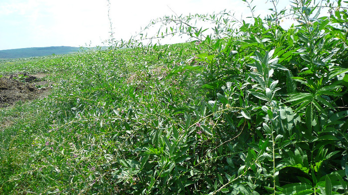 P1230804 - Goji DUMENI 15 iunie 2011
