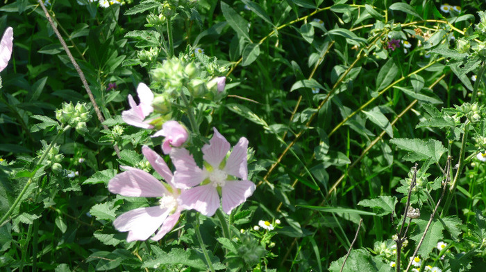P1230811 - Goji DUMENI 15 iunie 2011