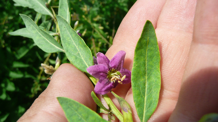 P1230819 - Goji DUMENI 15 iunie 2011