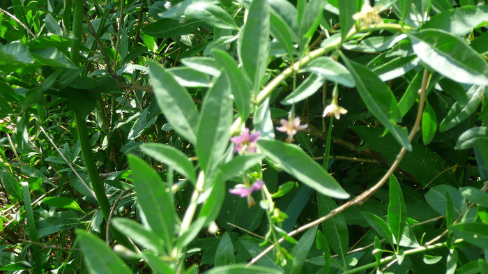 P1230826 - Goji DUMENI 15 iunie 2011