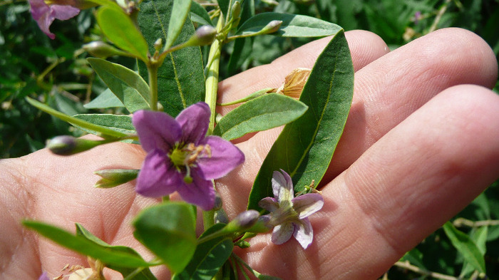P1230832 - Goji DUMENI 15 iunie 2011