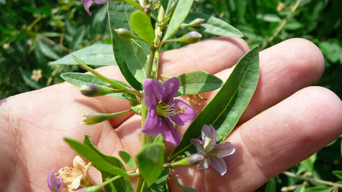 P1230835 - Goji DUMENI 15 iunie 2011