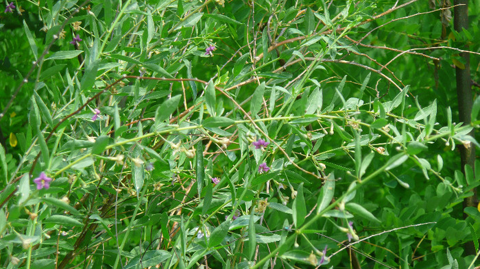 P1230848 - Goji DUMENI 15 iunie 2011