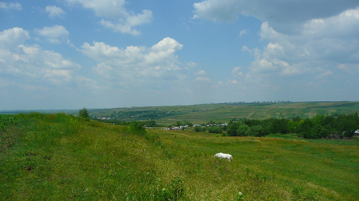 P1230851 - Goji DUMENI 15 iunie 2011