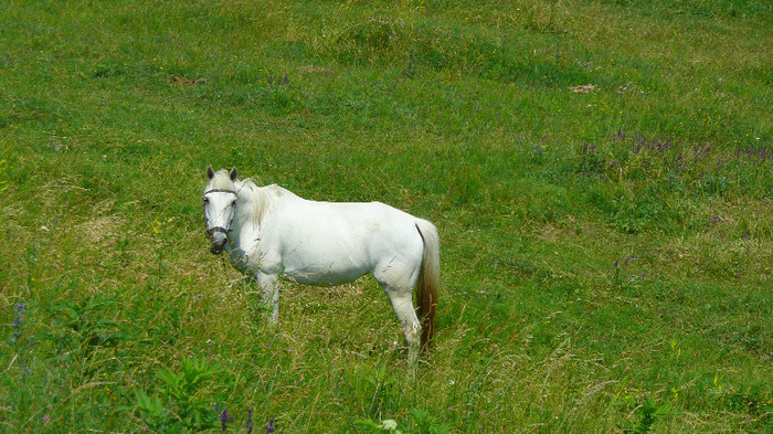 P1230856 - Goji DUMENI 15 iunie 2011