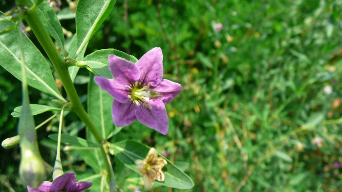 P1230868 - Goji DUMENI 15 iunie 2011