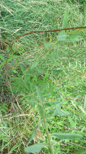 P1230873 - Goji DUMENI 15 iunie 2011