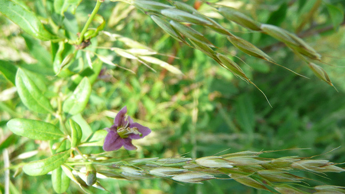 P1230878 - Goji DUMENI 15 iunie 2011