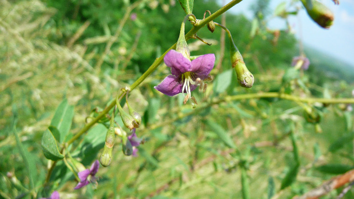 P1230881 - Goji DUMENI 15 iunie 2011