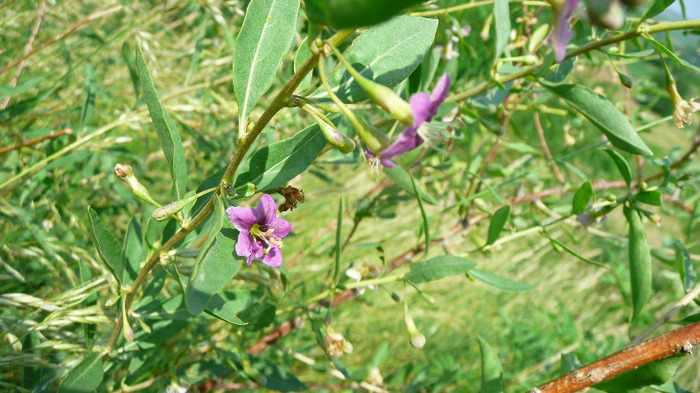 P1230882 - Goji DUMENI 15 iunie 2011