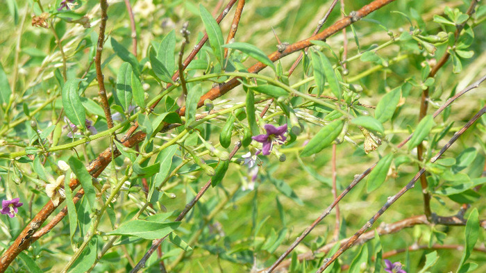 P1230886 - Goji DUMENI 15 iunie 2011