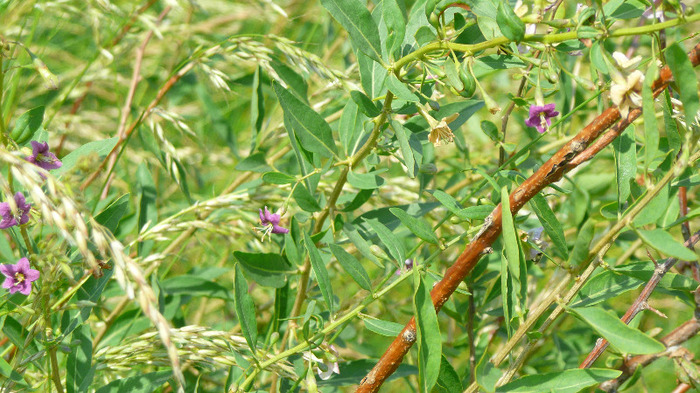 P1230888 - Goji DUMENI 15 iunie 2011