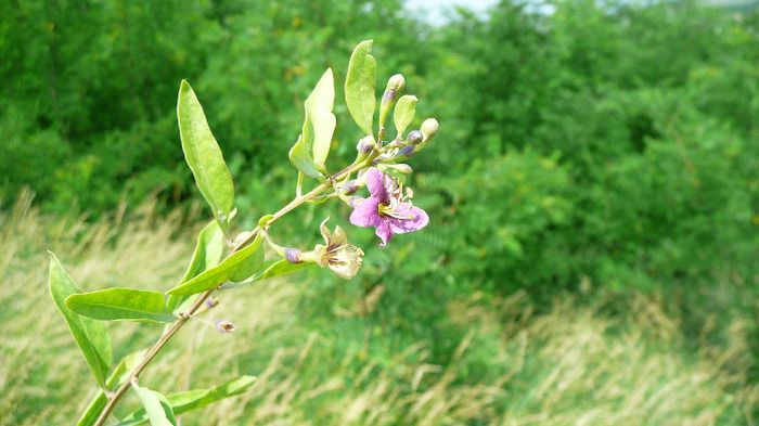 P1230890 - Goji DUMENI 15 iunie 2011