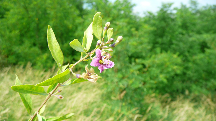 P1230892 - Goji DUMENI 15 iunie 2011
