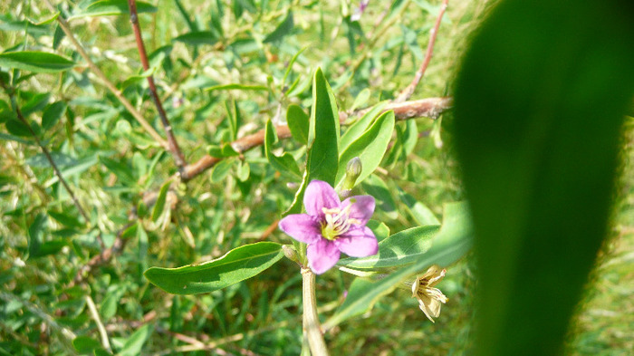 P1230900 - Goji DUMENI 15 iunie 2011