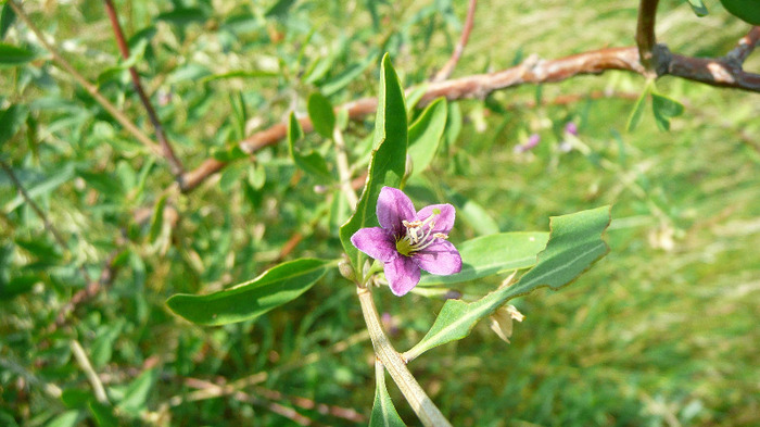 P1230901 - Goji DUMENI 15 iunie 2011