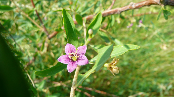 P1230902 - Goji DUMENI 15 iunie 2011