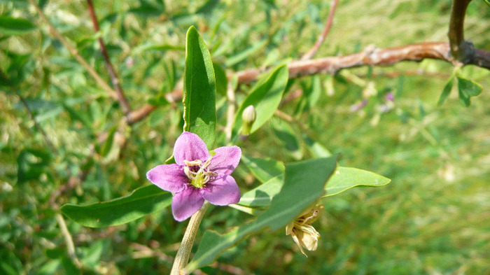 P1230903 - Goji DUMENI 15 iunie 2011