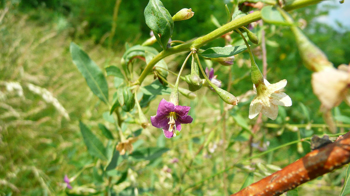 P1230912 - Goji DUMENI 15 iunie 2011
