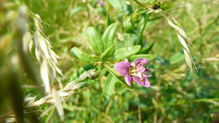 P1230914 - Goji DUMENI 15 iunie 2011