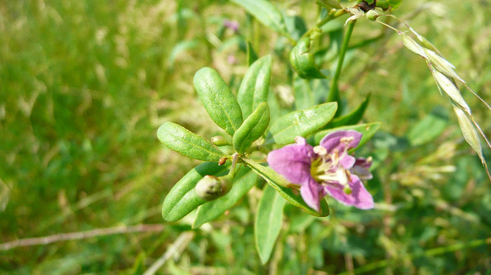 P1230915 - Goji DUMENI 15 iunie 2011