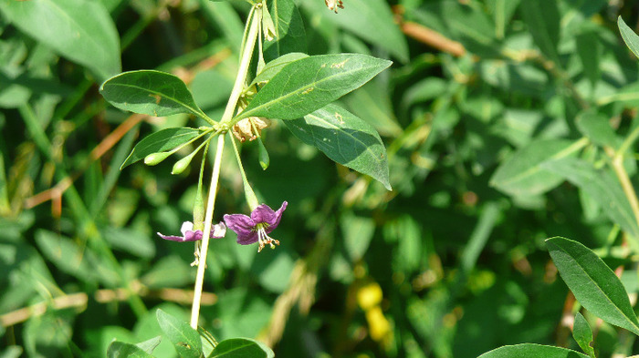 P1230927 - Goji DUMENI 15 iunie 2011