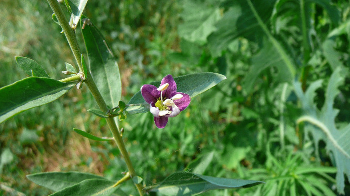 P1230936 - Goji DUMENI 15 iunie 2011
