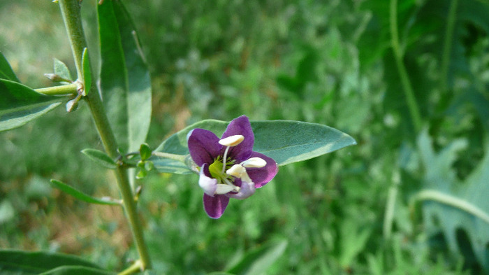 P1230945 - Goji DUMENI 15 iunie 2011