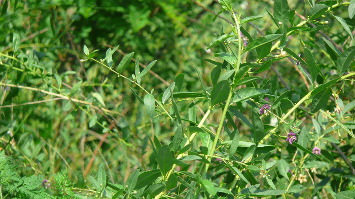 P1230947 - Goji DUMENI 15 iunie 2011